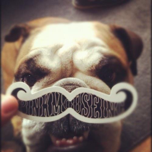 a dog with a sticker mustache