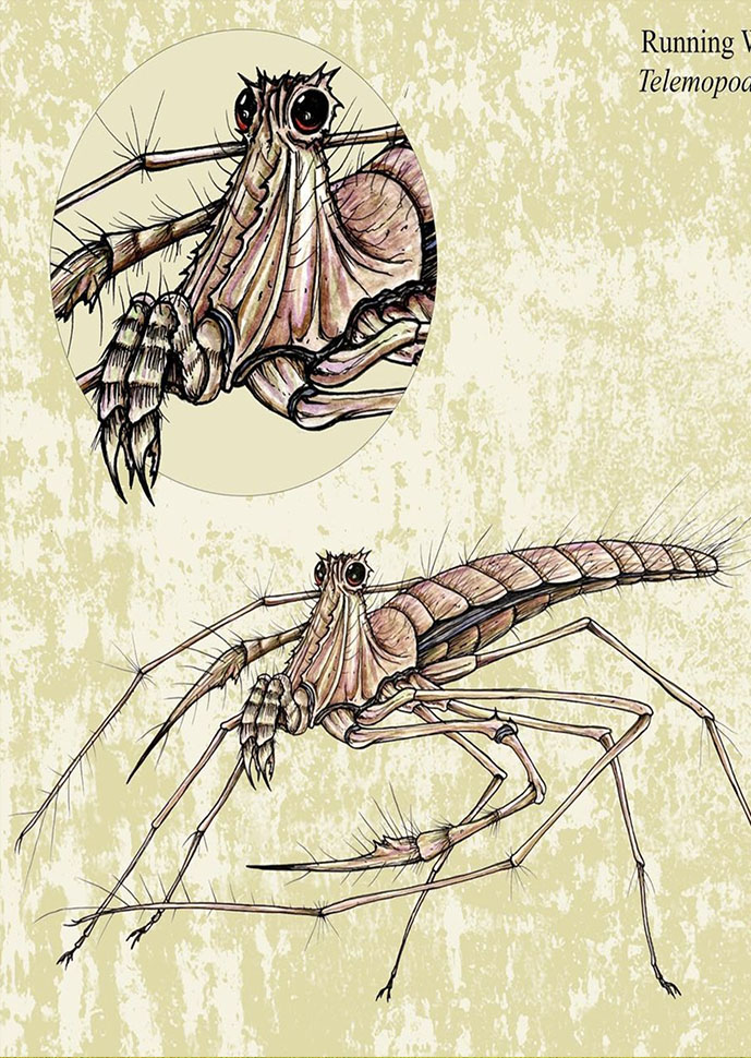 ardent xeno bug insect creature